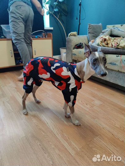 Одежда для собак/щенков