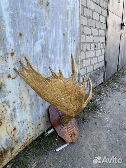 Продам рога лося антиквариат