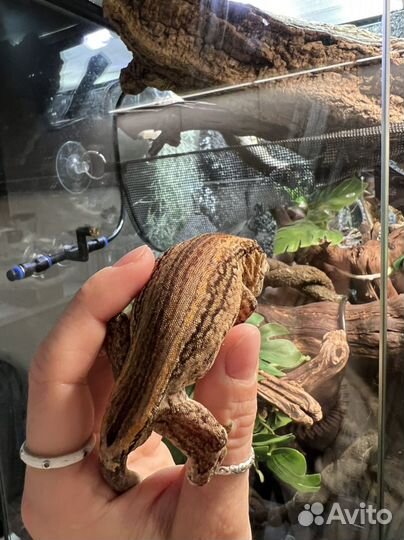 Ушастый новокаледонский бананоед