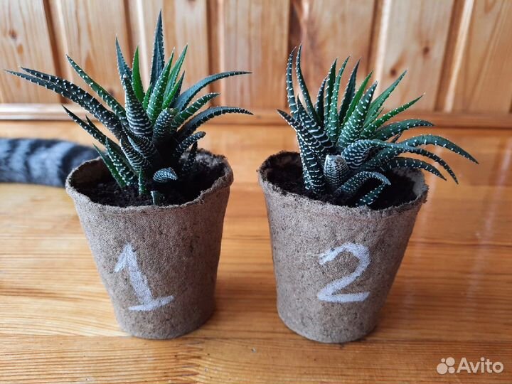 Хавортия суккулент