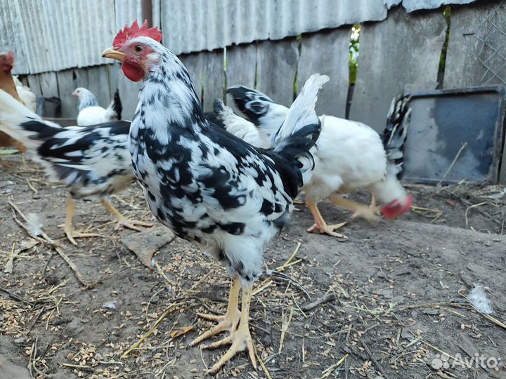 Очень молодые петушки