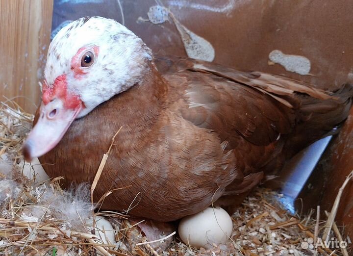 Мускусные утята