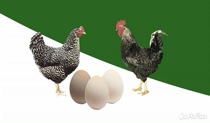 Цыплята суточные