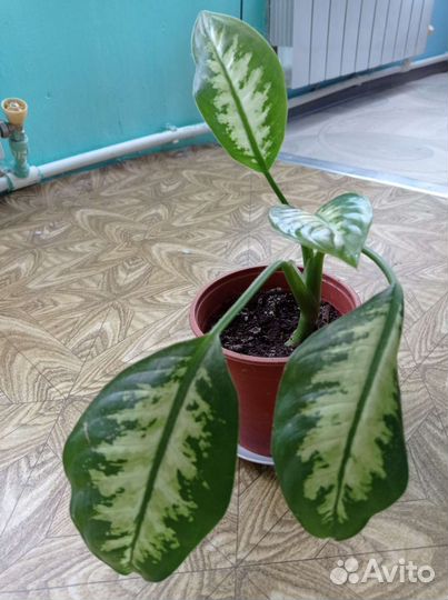 Диффенбахия