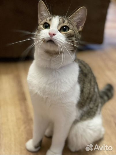 Кошки в добрые руки