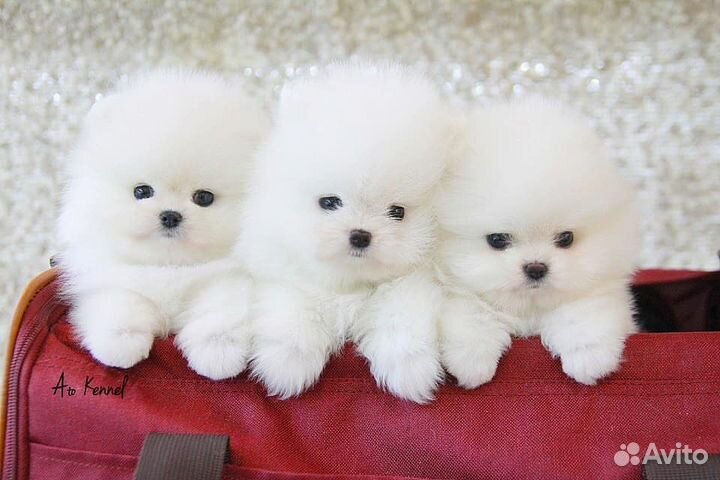 Супер mini шпицы имеется доставка