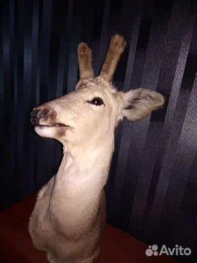 Чучело косули