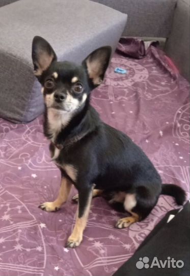 Мини той-терьер