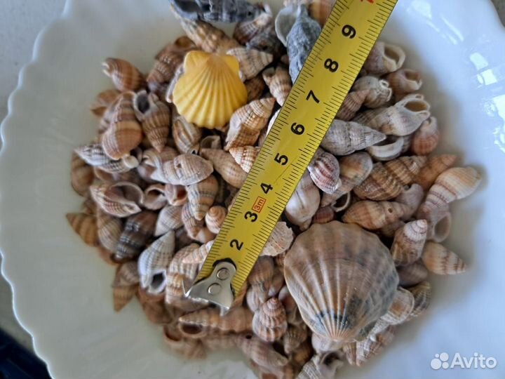 Морские ракушки раковины большие