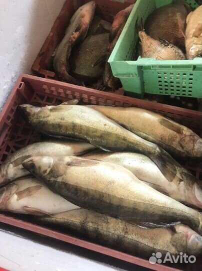 Свежезамороженая рыба.Судак, лещ