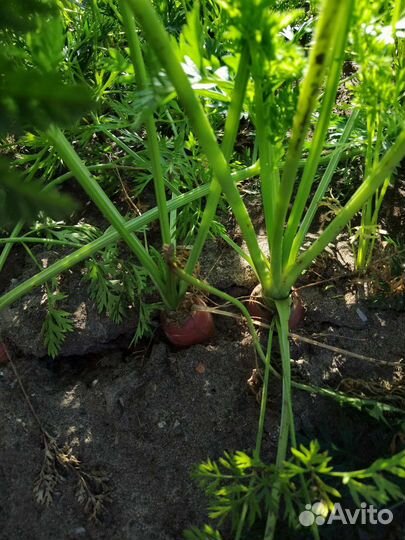 Морковь, свекла