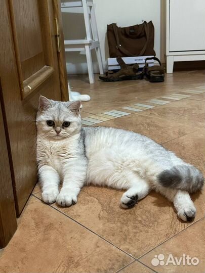 Котёнок шотландский с документами