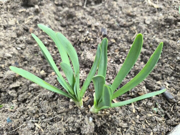 Многолетний лук Слизун