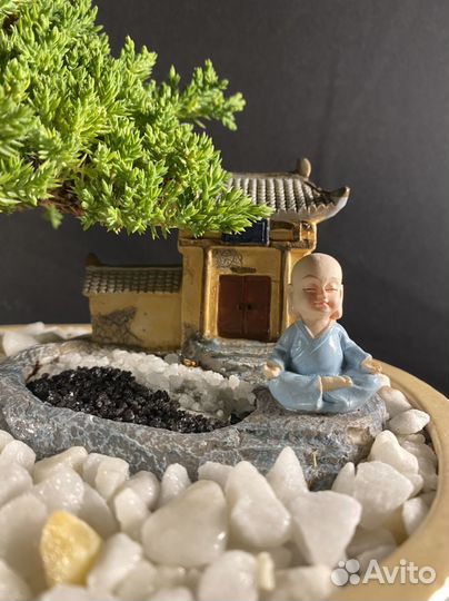 Дерево бонсай живое