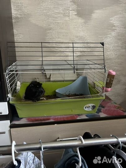 Морская свинка с клеткой, бесплатно