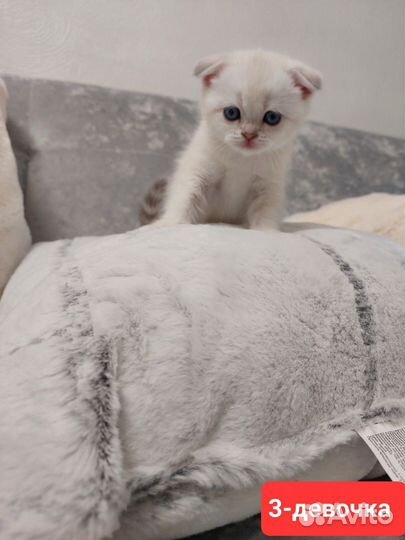 Шотландские котята