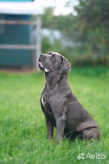 Девочка кане корсо