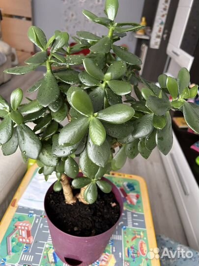 Толстянка денежное дерево