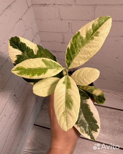 Лимон Эврика