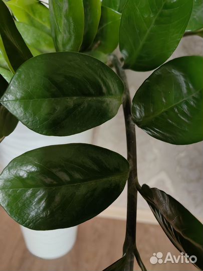 Замиокулькас