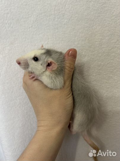 Крысята 2 девочки Голубые хаски