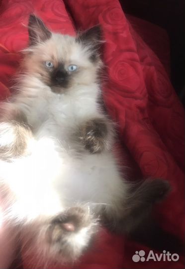 Невско маскарадный мальчик