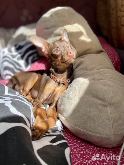 Вязка той-терьер мальчик