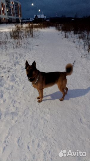 Немецкая овчарка в добрые руки