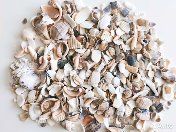 Природный материал ракушки морские