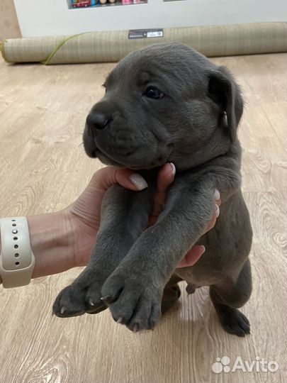 Щенки кане Корсо