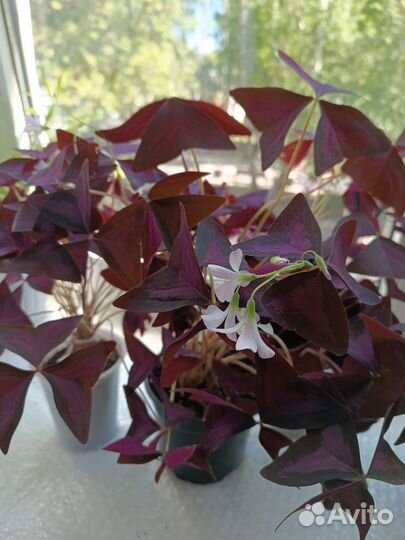 Оксалис(кислица)