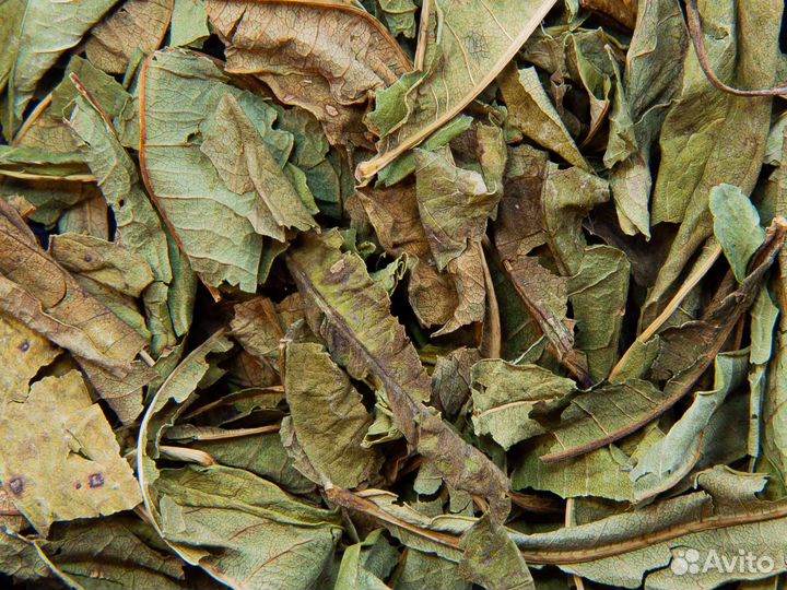 Иван-чай узколистный (кипрей)