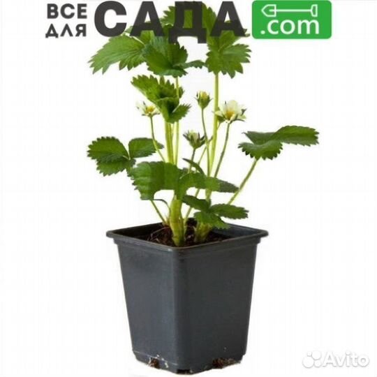 Саженцы клубники Юния Смайдс