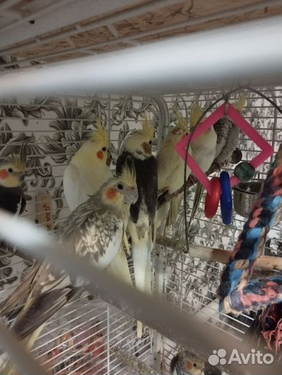 Попугай корелла