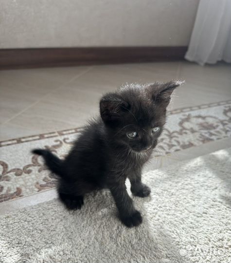 Котенок девочка 1,5 месяца