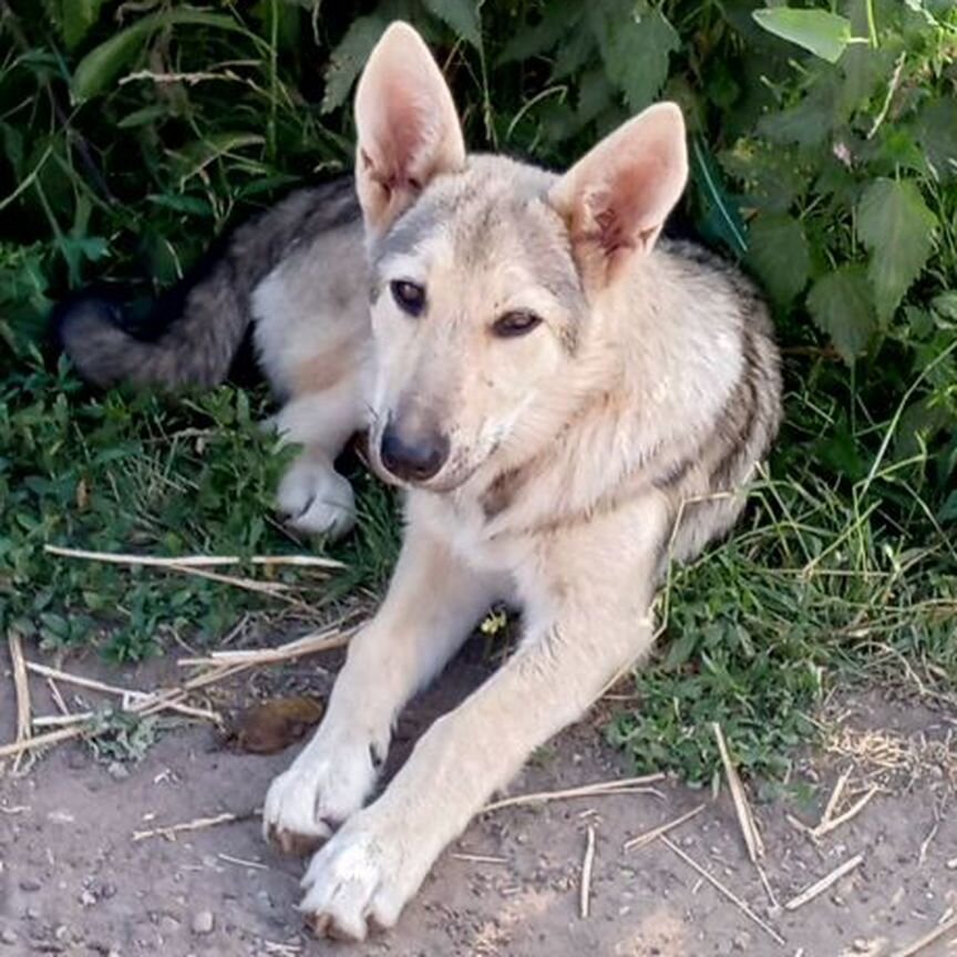 Щенок (девочка)в добрые руки бесплатно