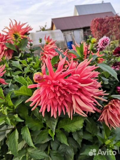 Клубни многолетних георгинов