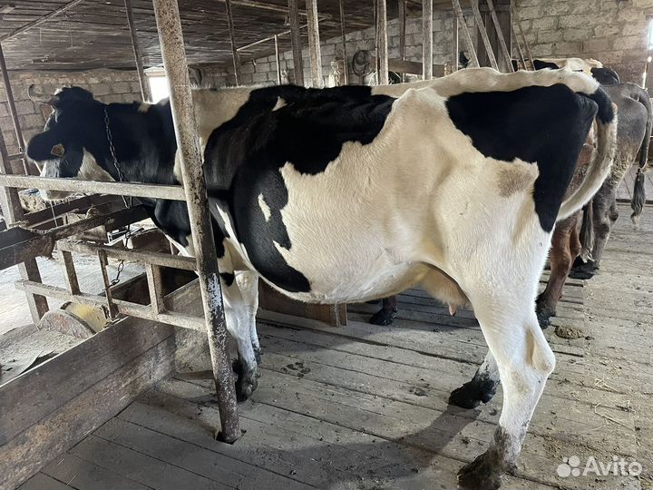 Коровы дойные