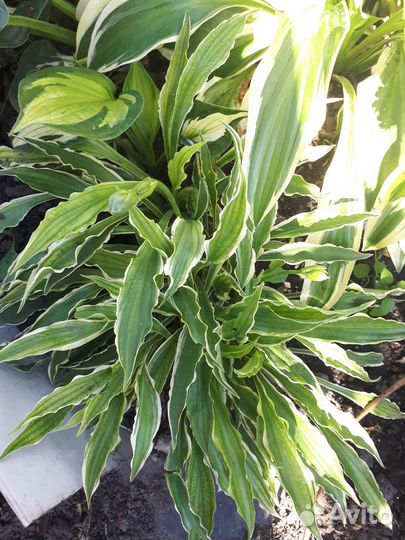 Продам хосты