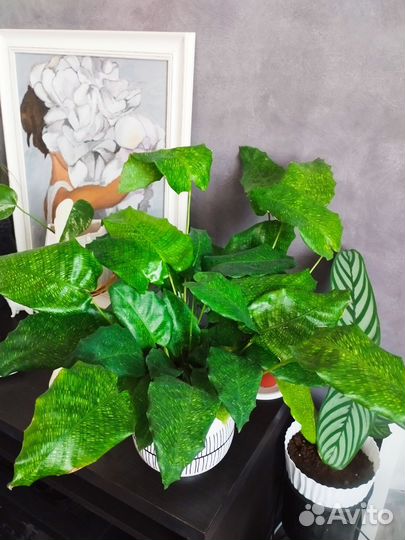 Калатея нетворк