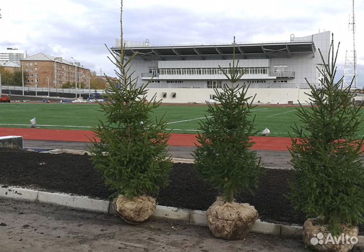 Саженцы ели от производителя экстра класс