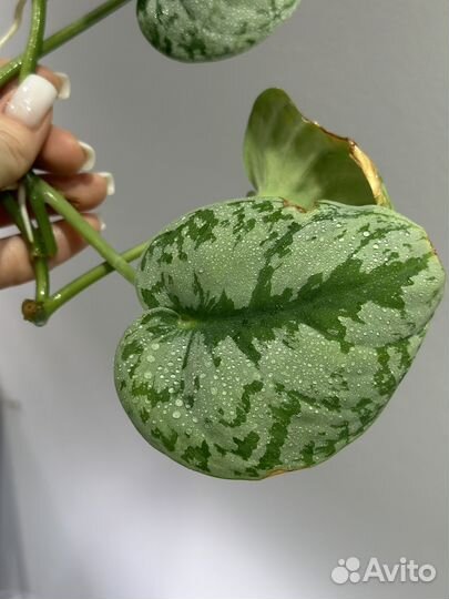 Сциндапсус, филодендрон, монстера альба