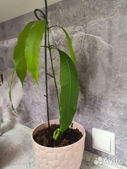 Манго растение