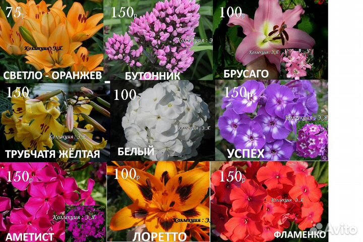 Лилии, флоксы коллекционные. Доставка почтой, 8 кв