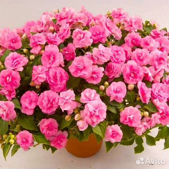 Бальзамины махровые вегетативные