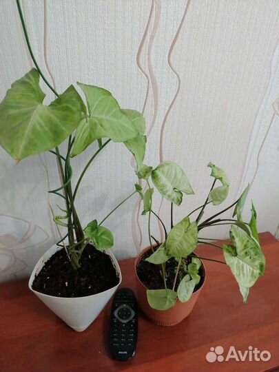 Комнатные растения