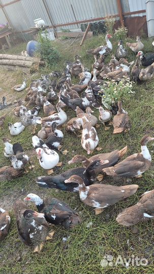 Селезни индоутки, продам
