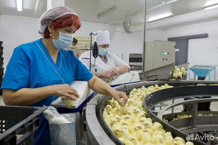 Вакансии на птицефабрике: вахтовый метод