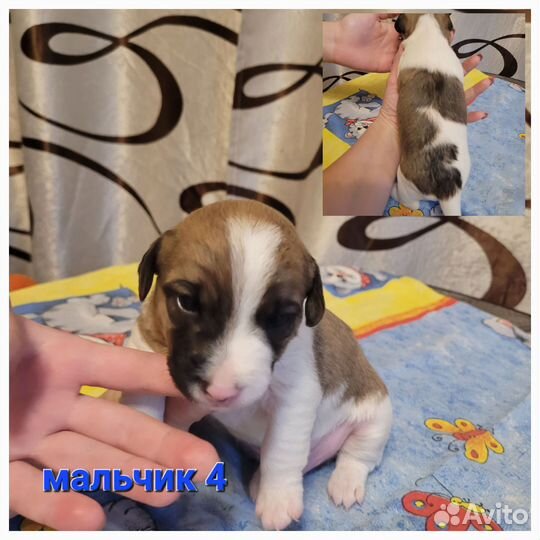 Щенки джек рассел терьер