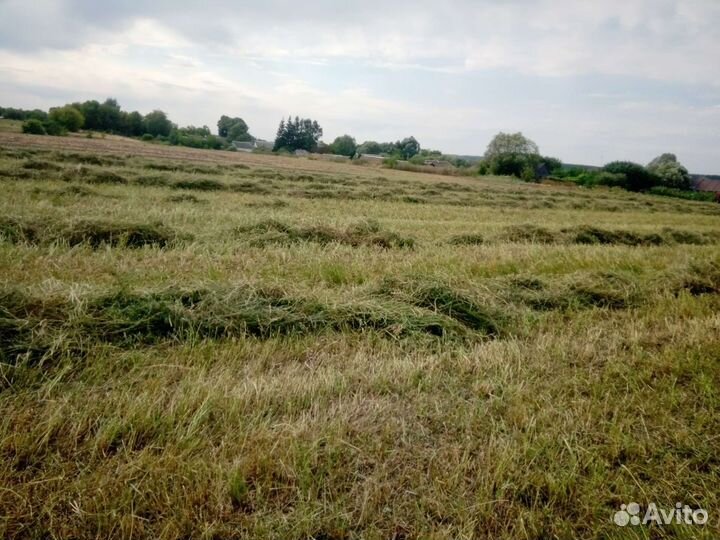 Разнотравье